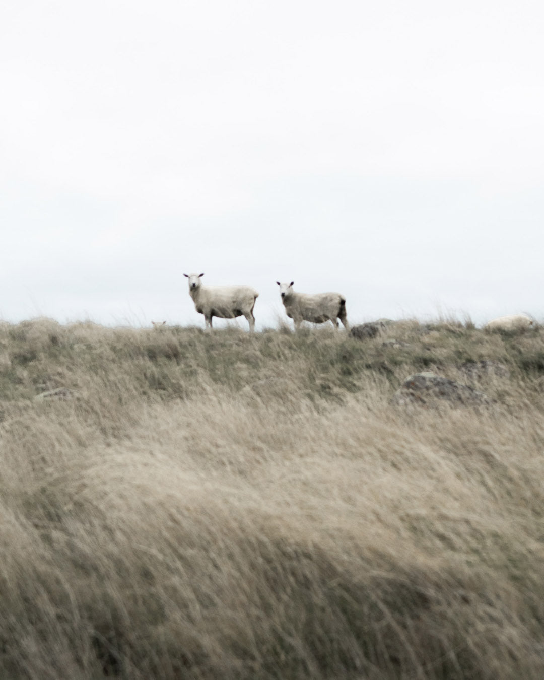 Schafe auf einem Feld, die die Schurwolle symbolisieren sollen