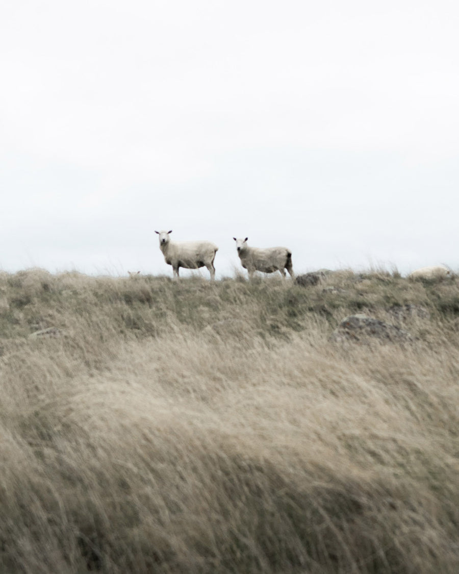 Schafe auf einem Feld, die die Schurwolle symbolisieren sollen